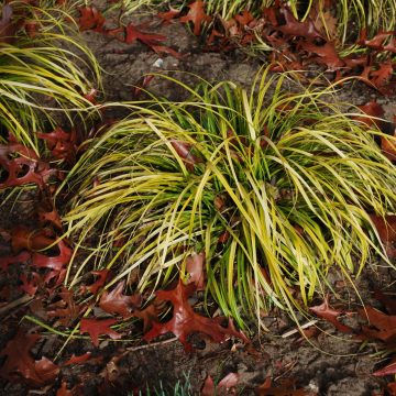 Carex Everillo