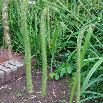 Carex Pendula