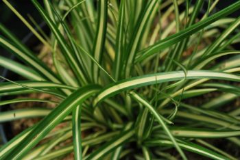 Ornamental Grasses: A Guide to the Most Beautiful Grasses for Your Garden