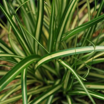 Carex Evergold