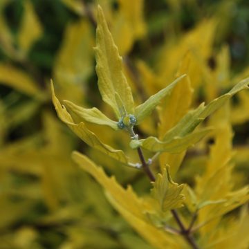 Caryopteris Worcester Gold