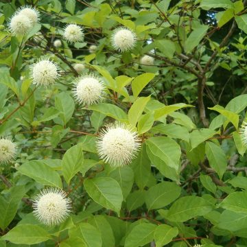 Cephalanthus Occidentalis