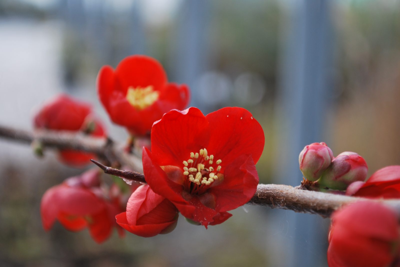 Chaenomeles X Superba Crimson And Gold Chaenomeles X Superba Crimson And Gold