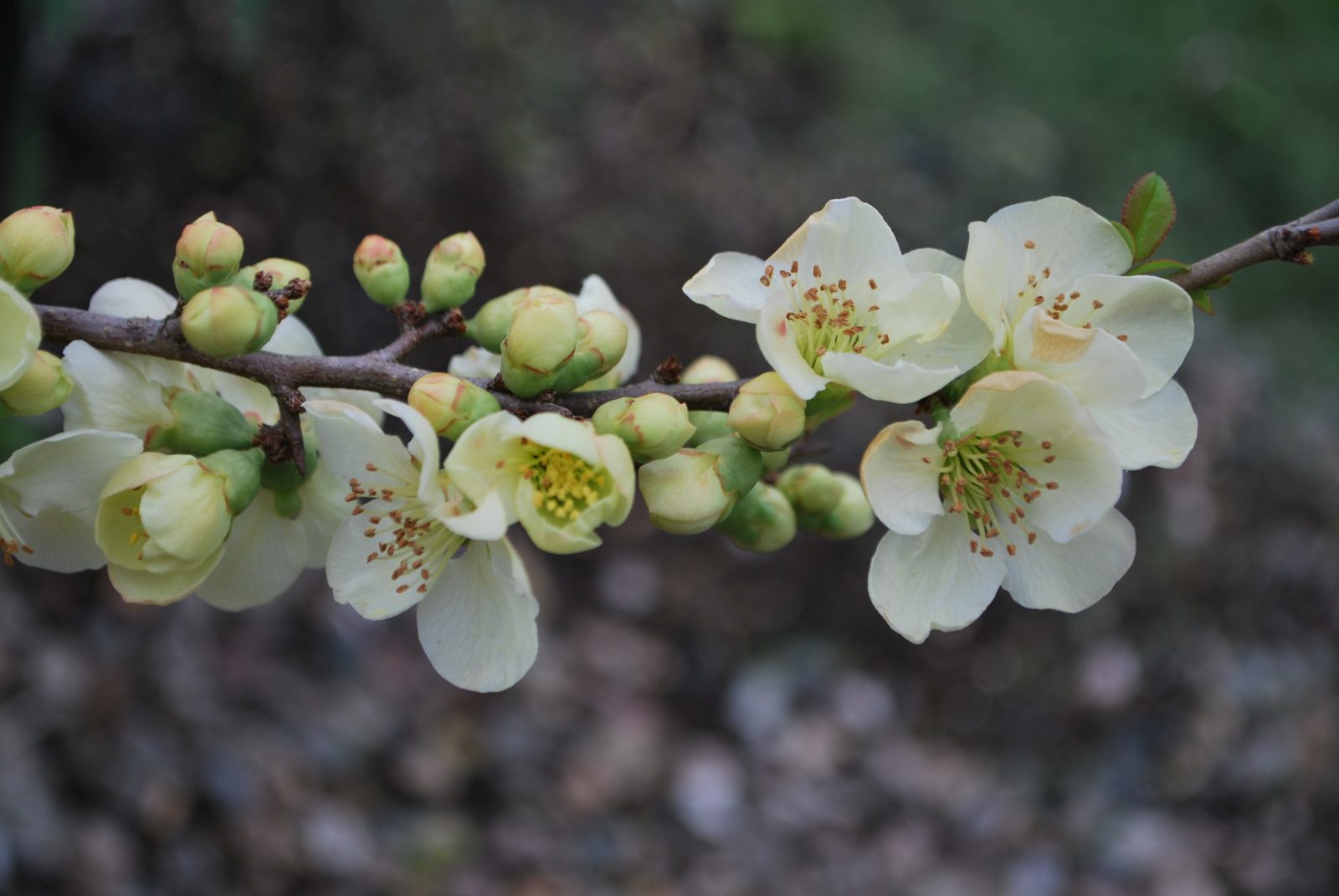 Chaenomeles X Suberba Lemon And Lime Chaenomeles X Suberba Lemon And Lime