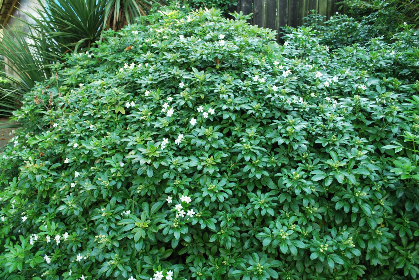 Choisya Ternata Choisya Ternata