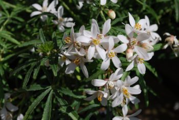 Choisya White Dazzler