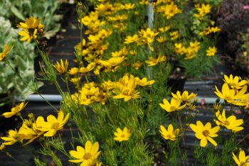 Coreopsis Zagreb