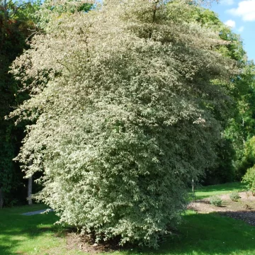Cornus Alternifolia Argentea