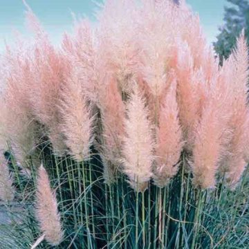 Cortaderia Rosea