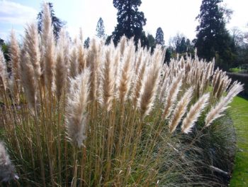 Cortaderia Selloana Pumila