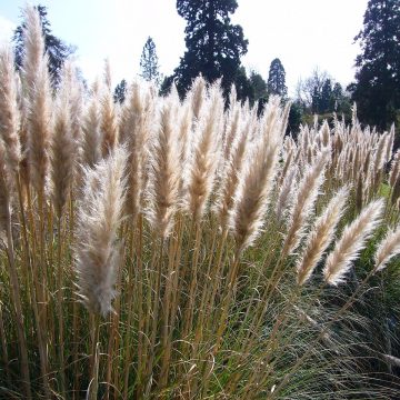 Cortaderia Selloana Pumila