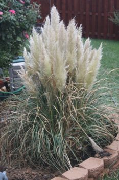 Cortaderia Selloana Pumila