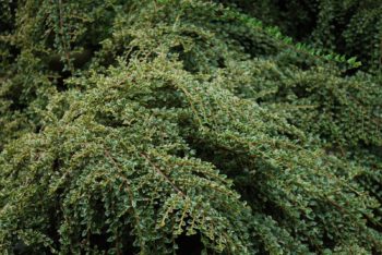 Wildlife Friendly Gardens