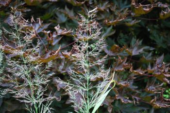 Calamagrostis Brachy. Mona