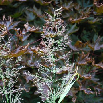 Calamagrostis Brachy. Mona