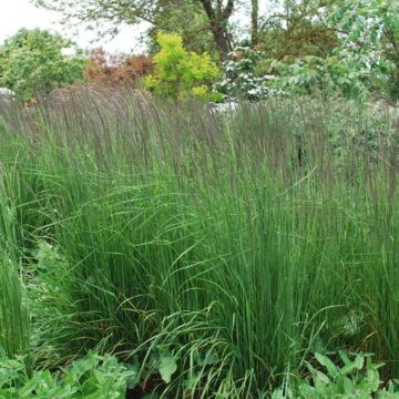 Calamagrostis X Acutiflora Karl Foerster