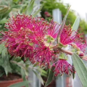 Callistemon Mauve Mist