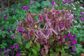 Campanula Pink Octopus