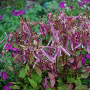 Campanula Pink Octopus