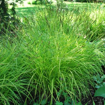 Carex Elata Aurea