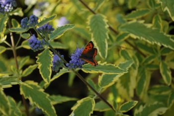 Caryopteris Summer Sorbet