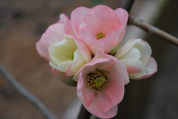 Chaenomeles Speciosa Moerloosei