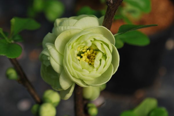 Chaenomeles Kinshiden