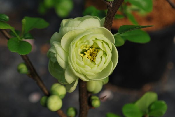 Chaenomeles Kinshiden