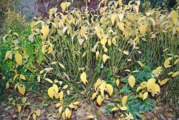 Cornus Flaviramea