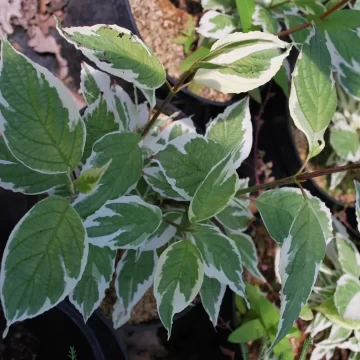 Cornus Sibirica Variegata
