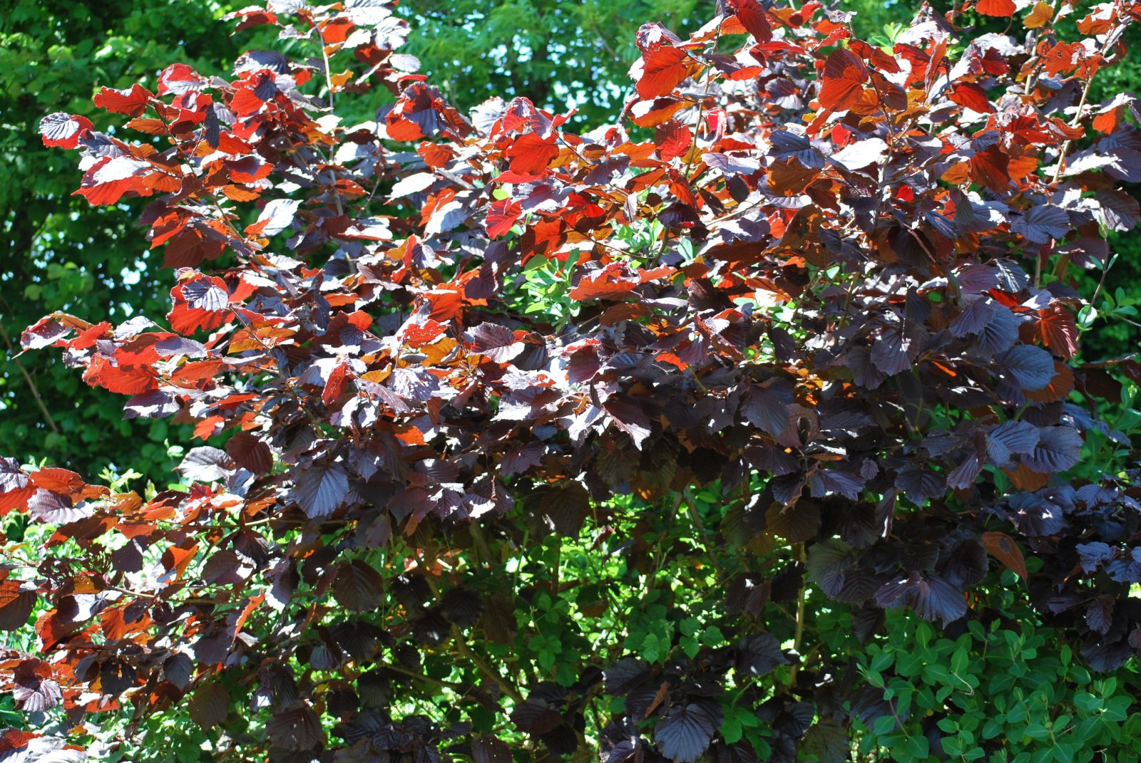 Corylus Maxima Purpurea Emerald Plants