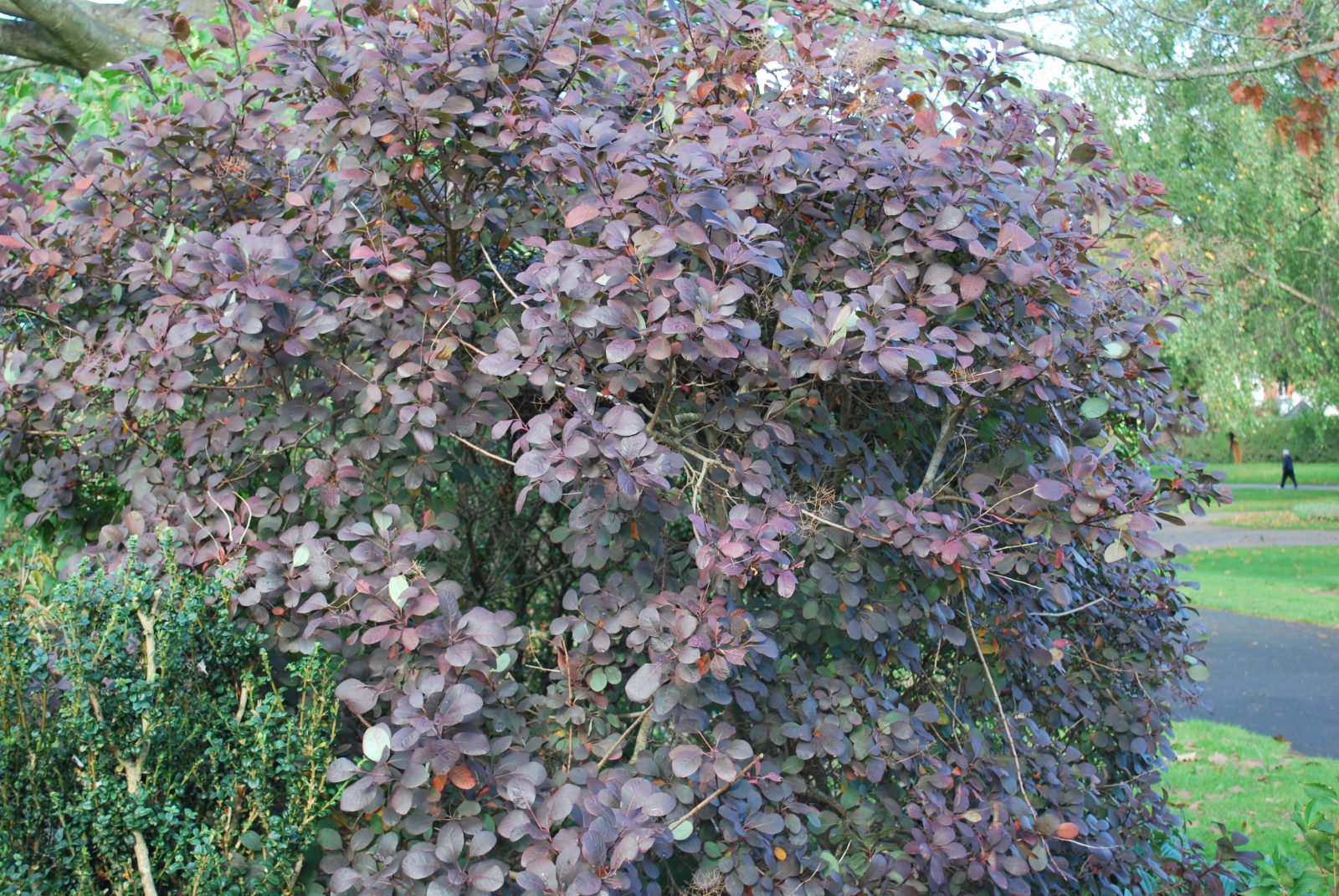 Cotinus Coggygria 'Royal Purple' | Emerald Plants