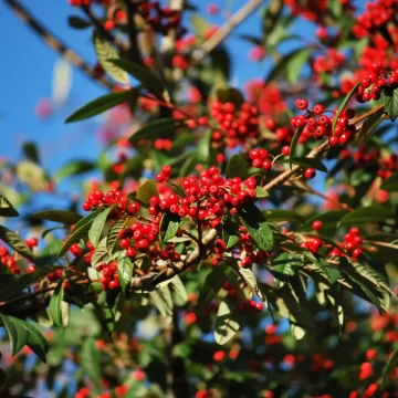 Cotoneaster Cornubia