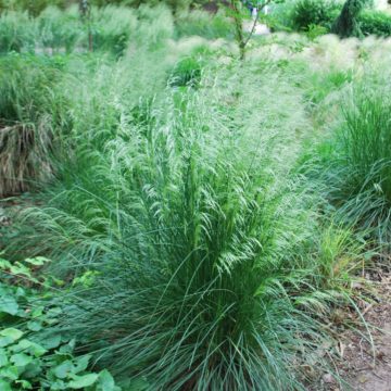 Deschampsia Cespitosa