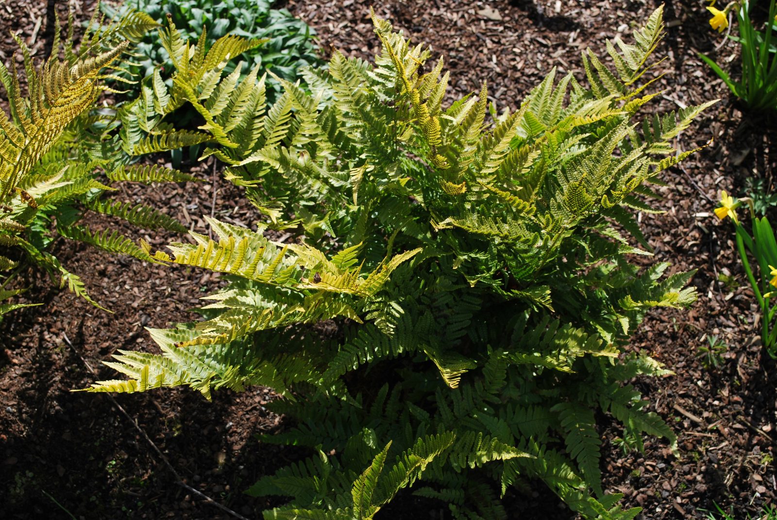 Dryopteris Erthrosora Dryopteris Erthrosora
