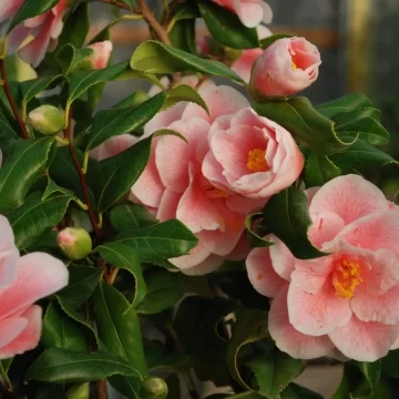 Camellia Yours Truly