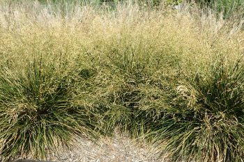 Deschampsia Golden Dew
