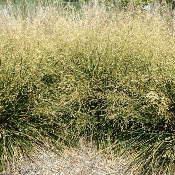 Deschampsia Golden Dew