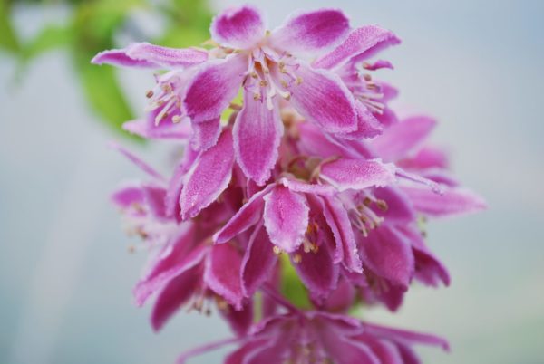 Deutzia Magicien | Emerald Plants