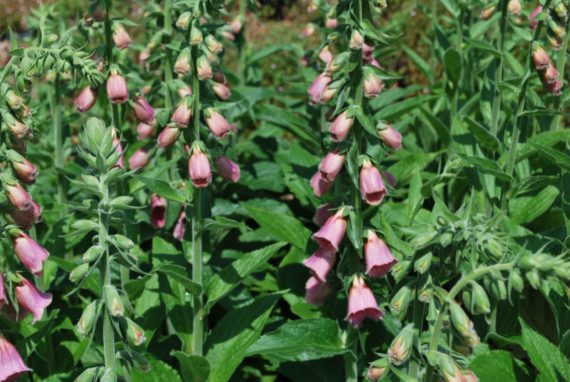Digitalis Mertonensis