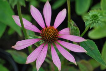 Echinacea Purpurea Magnus