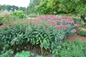 Eupatorium Maculata Riesenschirm