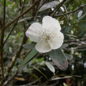 Eucryphia Cordifolia x Lucida
