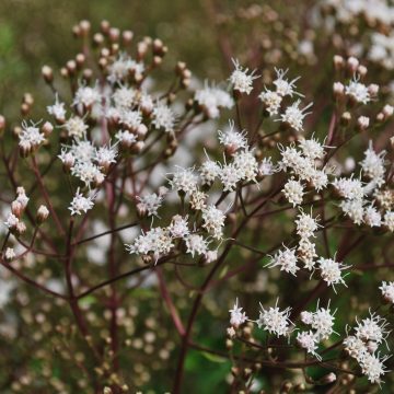 Eupatorium Ligustrinum