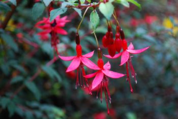 Plants For Hanging Baskets