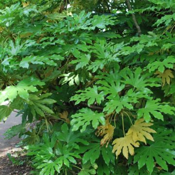 Fatsia Japonica