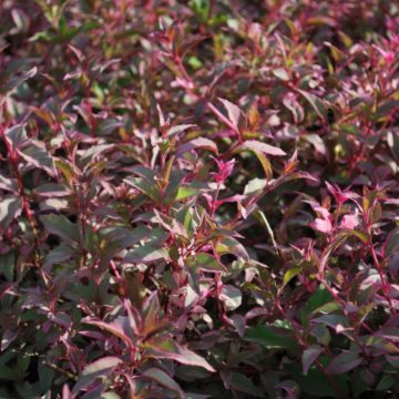 Fuchsia Magellanica Versicolor