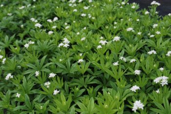 Galium Odoratum