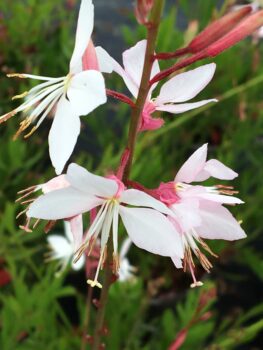 Gaura Whirling Butterflies