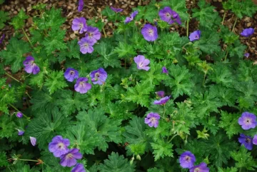 Geranium Rozanne:A Gardener’s Guide to a Blooming Garden Star